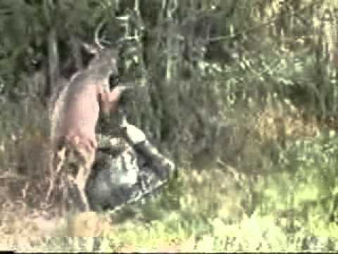 best of Ass kicked deer his by Hunter gets