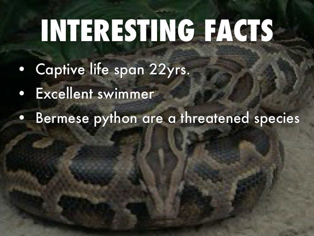 Chewbacca reccomend Burmese python fun facts