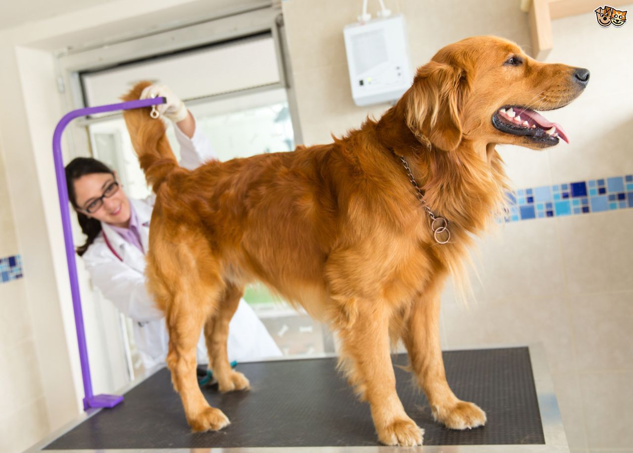 Chuck reccomend Canine anal gland relief procedure