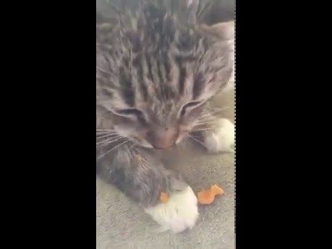 Can cats eat goldfish crackers