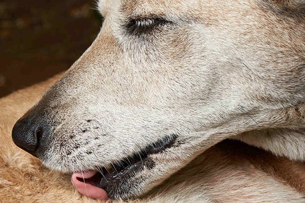 best of Health vulva Canine licking