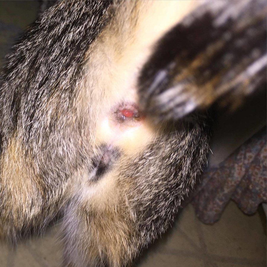 Cat impacted anal glands infection