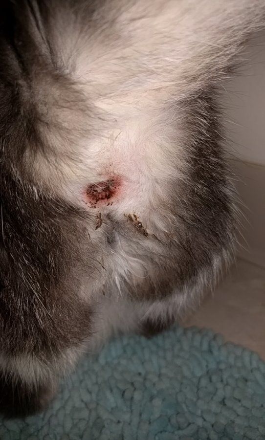 best of Anal infection impacted Cat glands