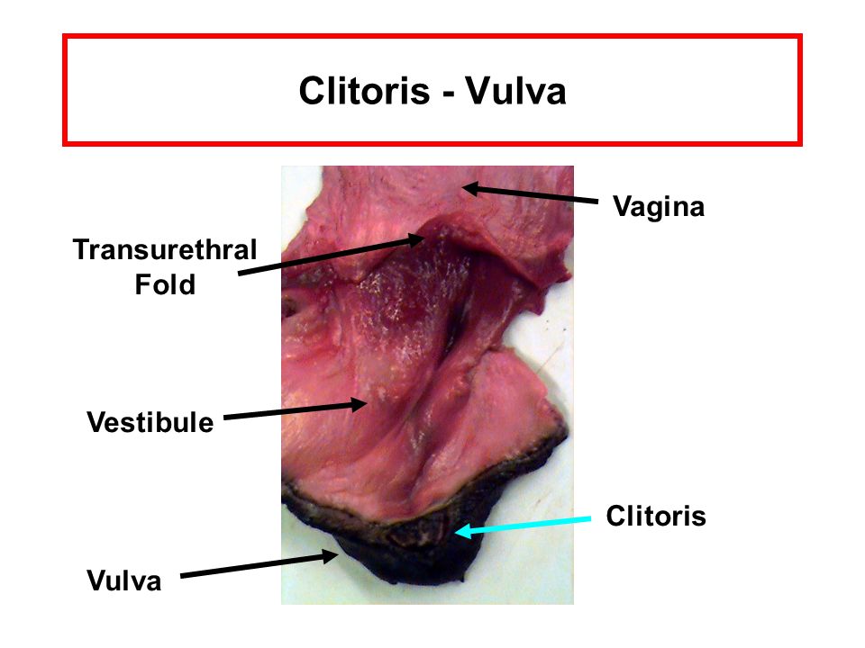 Clitoris vagina com