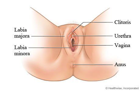 Doodle reccomend Clitoris vagina com