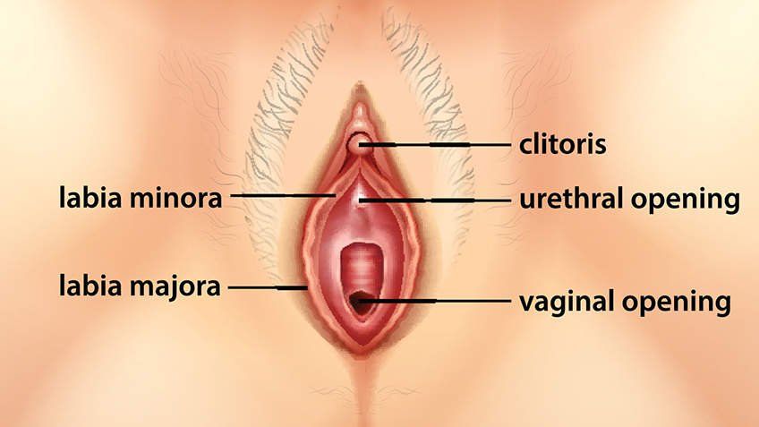 best of Com Clitoris vagina