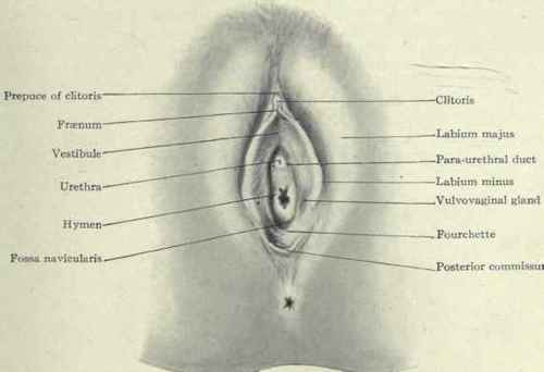 best of A vulva of Parts