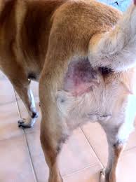 Offense reccomend Canine anal gland relief procedure