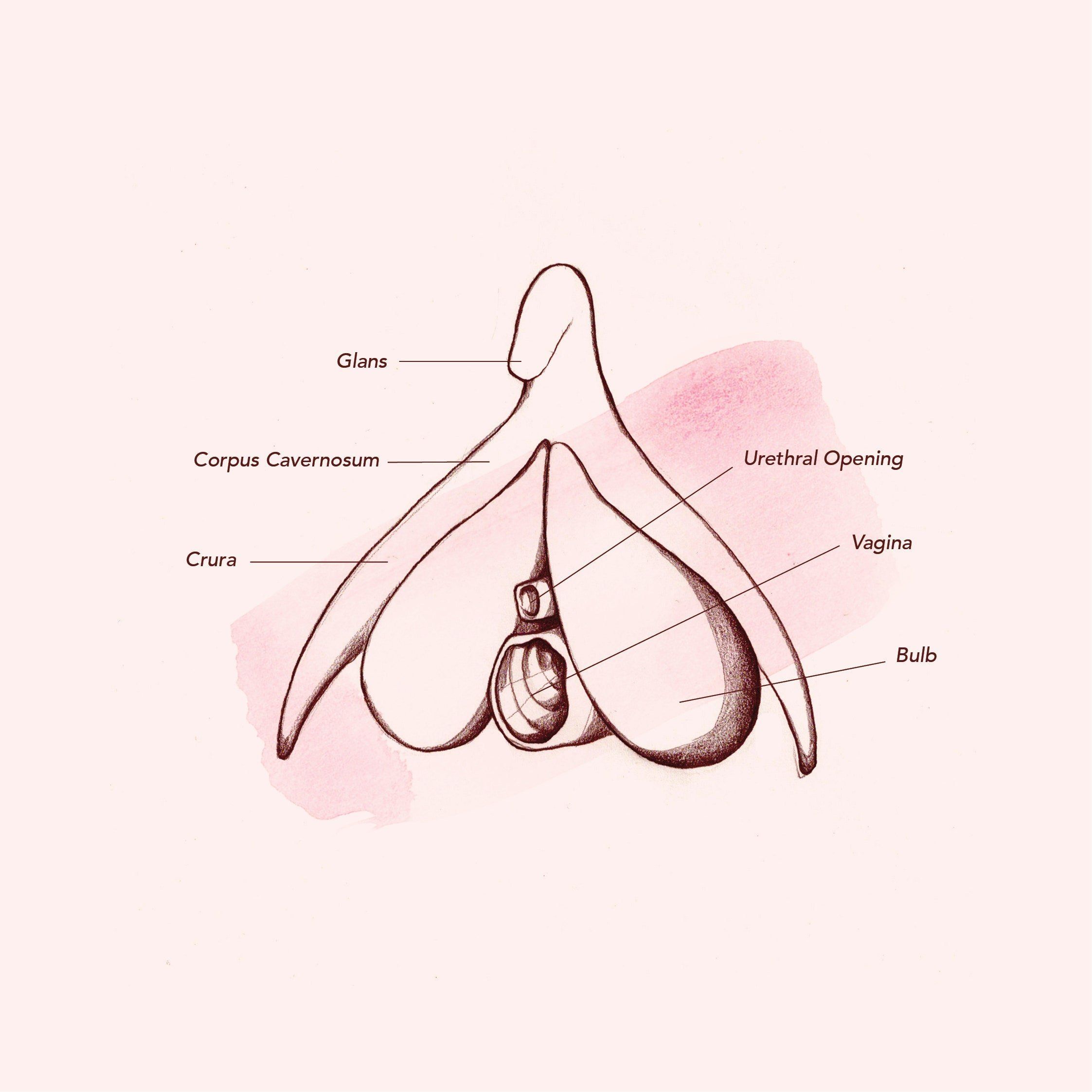 Zodiac reccomend Clitoris vagina com