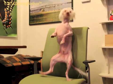 best of Work nathan Hairless dancing