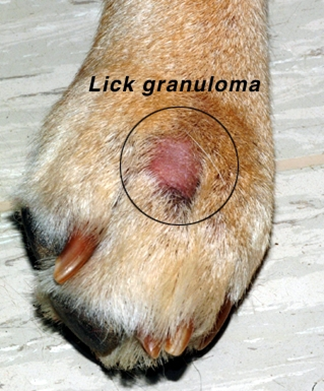 Sentinel reccomend Heet for lick granuloma