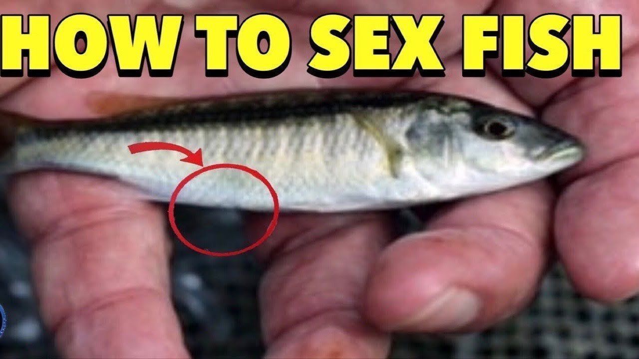 Fish fucking women - Real Naked Girls