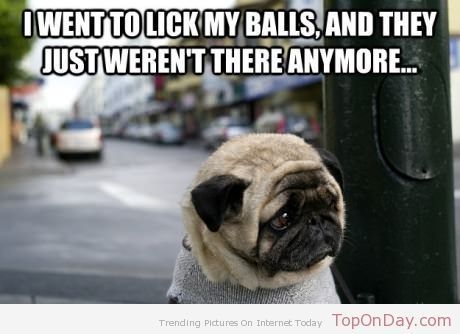 Lick my balls stupid
