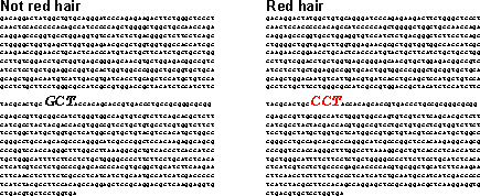 Redhead genetic mutation