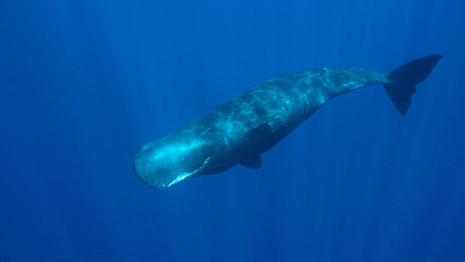 best of Information Sperm whale