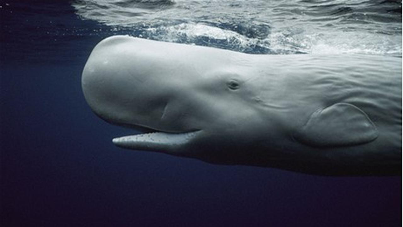 Ruby reccomend Sperm whale information