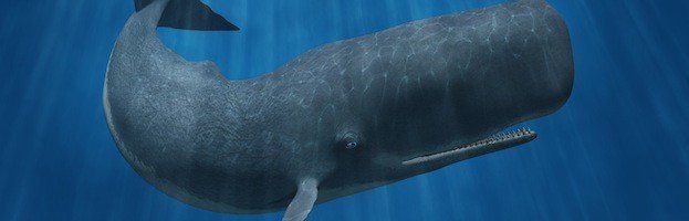 Sperm whale information