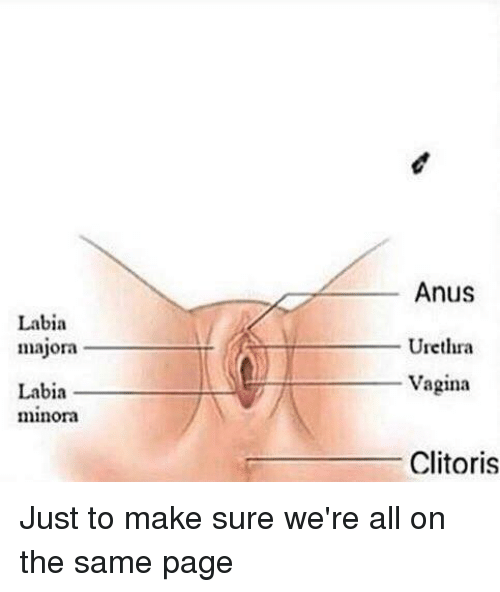 Vagina and clitoris diagram