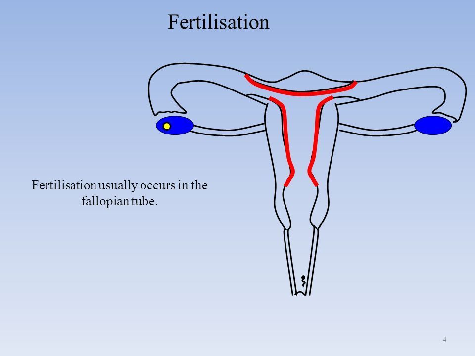 Vagina and penis copulation