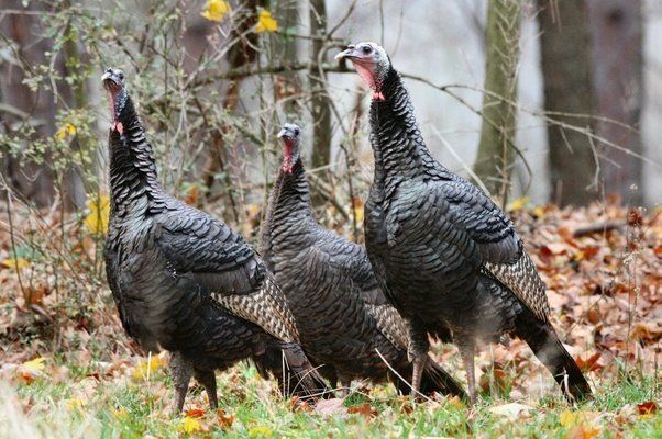 Fresh reccomend What do you call a group of turkeys