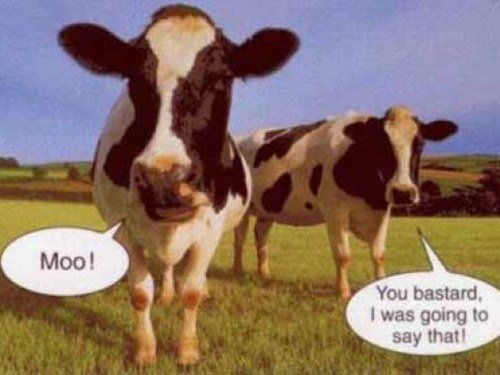 Defense reccomend Why do cows moo joke