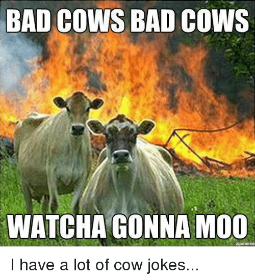 Why do cows moo joke