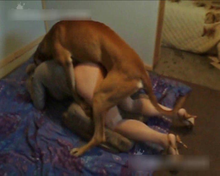 best of Sex adog having awoman with
