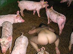 Captian R. reccomend bdsm japanese pig farm